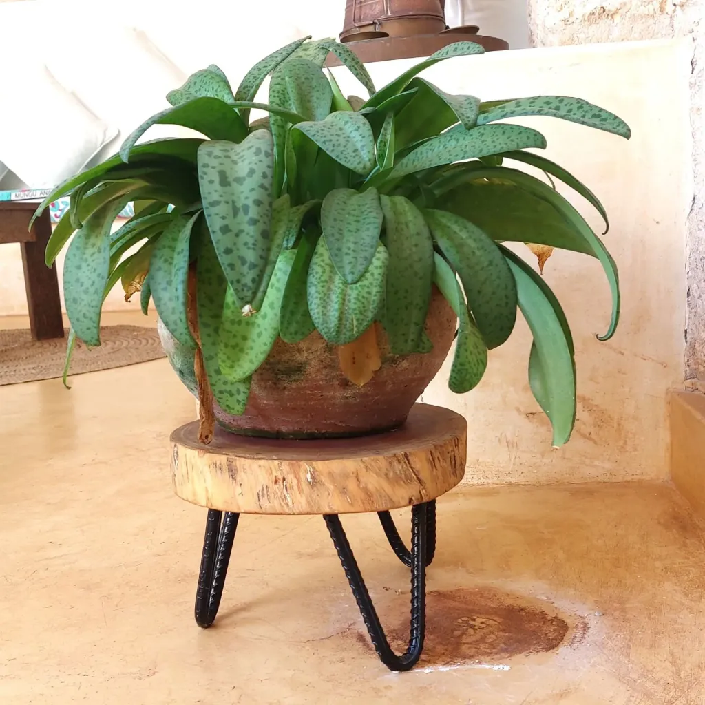 Pot Stand 'Willy'