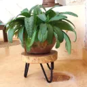 Pot Stand 'Willy'